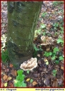 Polypore_geant_-_Ndeg_30_777.JPG