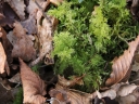 Thuidium_tamariscinum_-_Sortie_222_-_Ndeg_096.jpg